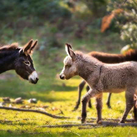 Agriturismo Le Radici Сан Феделе Интелви Екстериор снимка