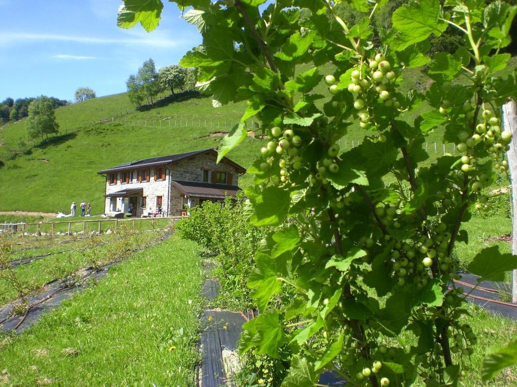 Agriturismo Le Radici Сан Феделе Интелви Екстериор снимка